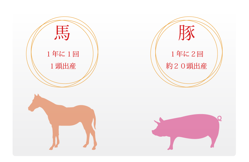 馬はⅠ年にⅠ回Ⅰ頭を出産。豚はⅠ年に2回約20頭を出産します。